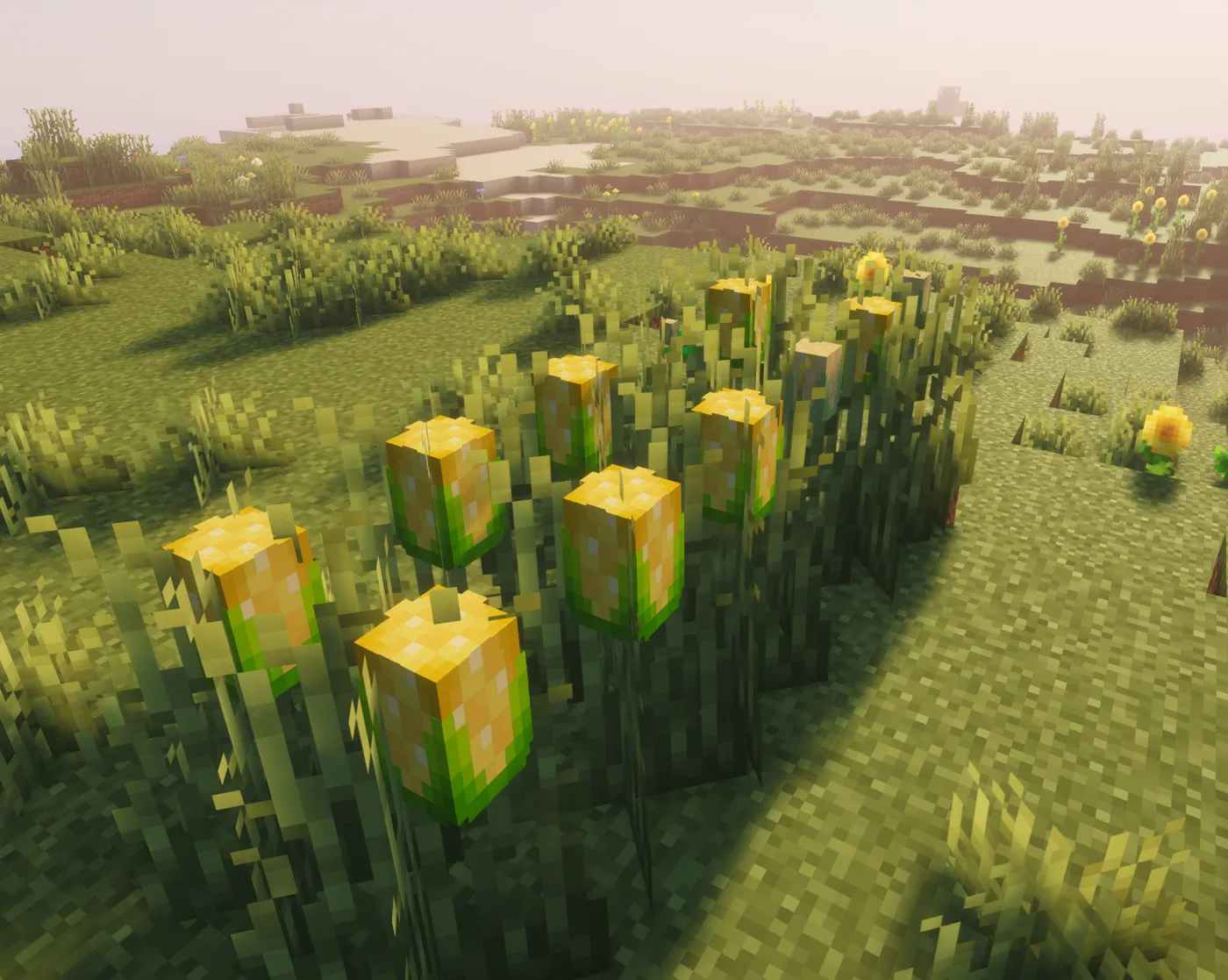 Corn