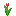 RED_TULIP