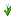 WHITE_TULIP